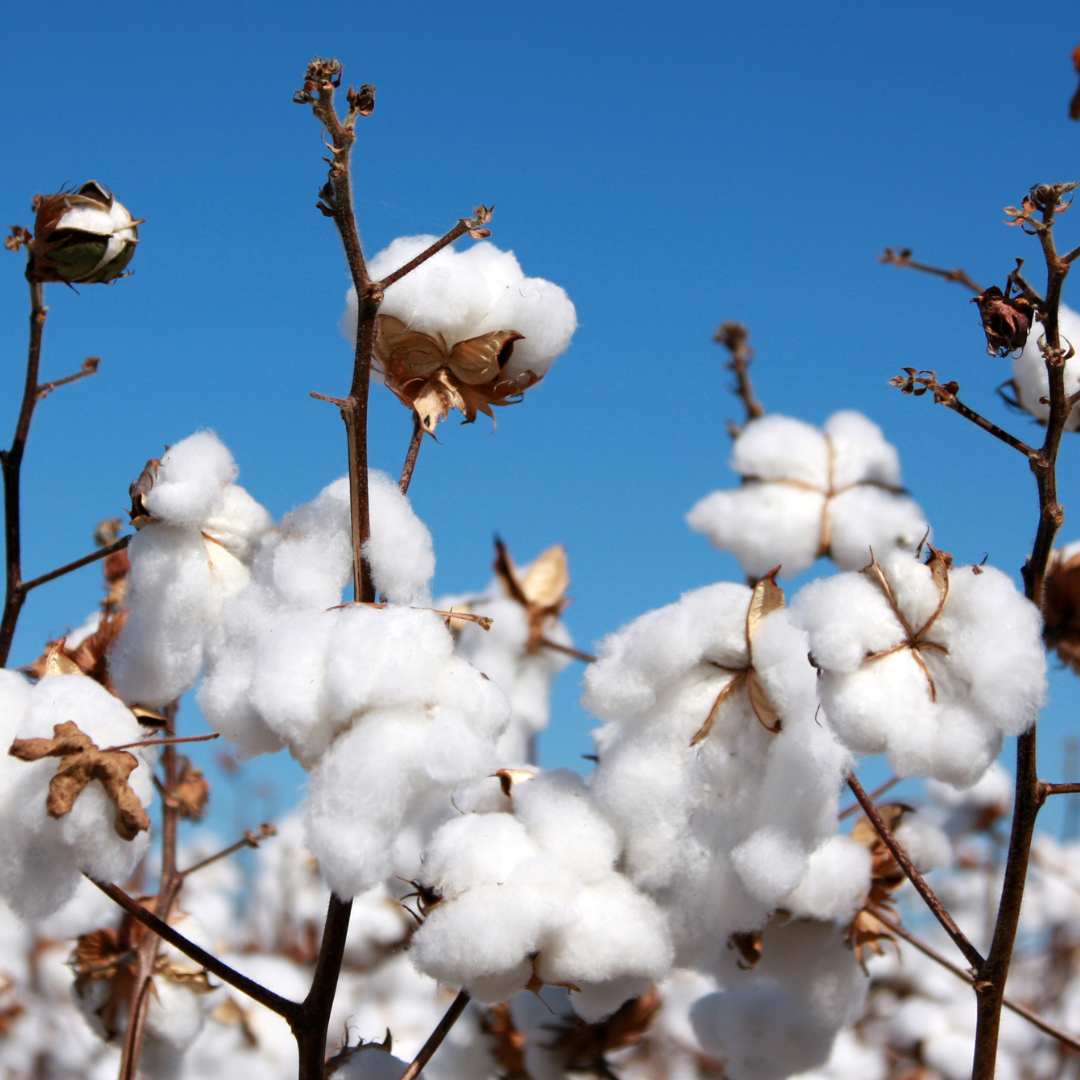 Why are socks often made from Cotton?