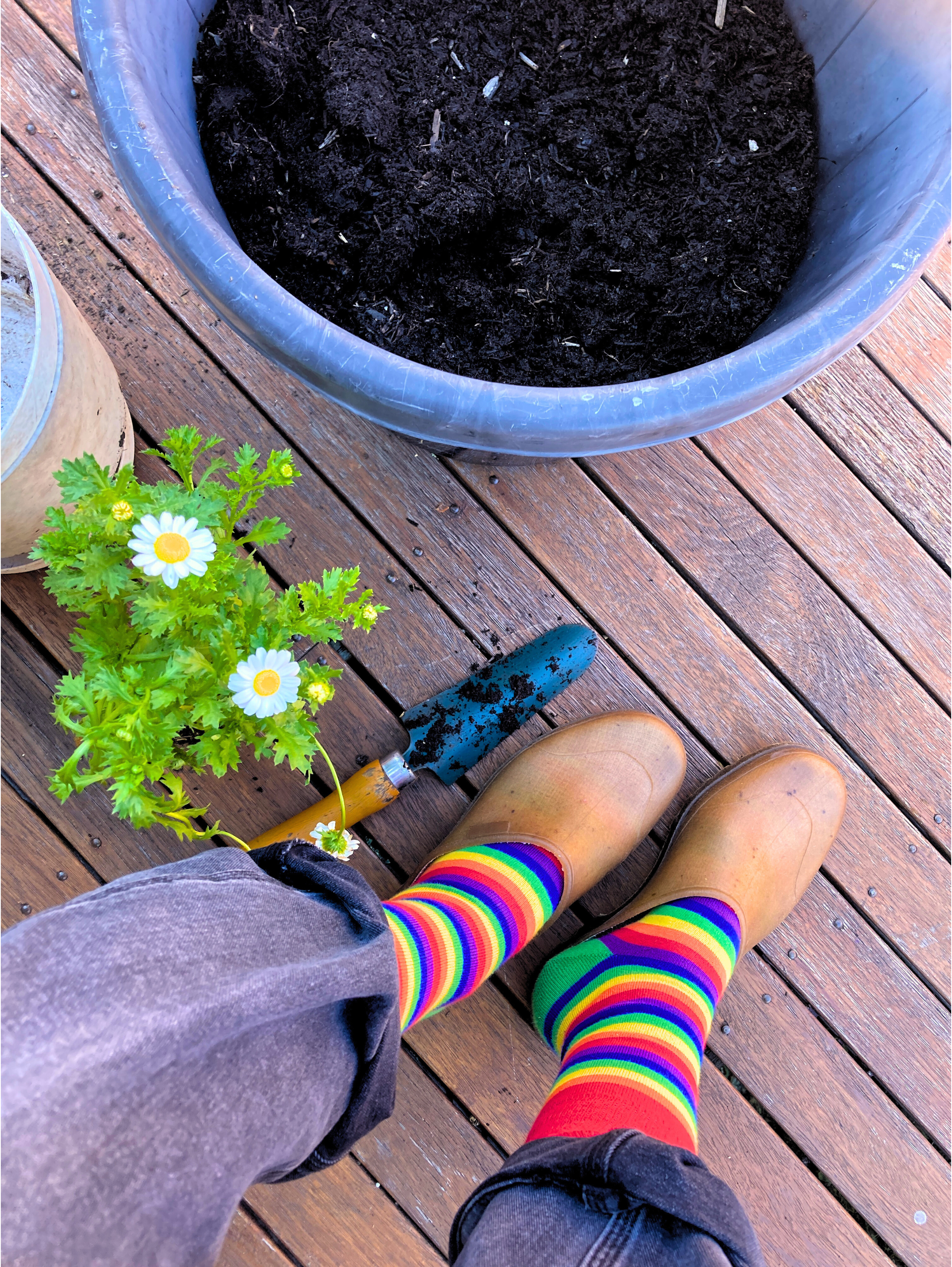 Rainbow Stripes Crew Socks - Australian Made