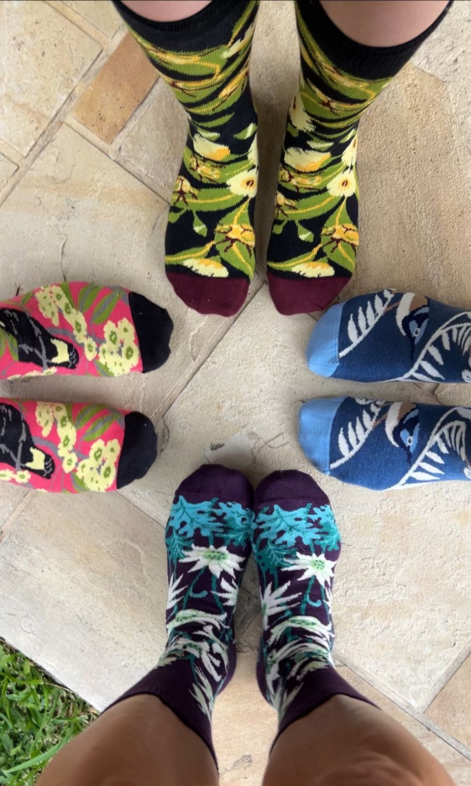 Eucalyptus blossoms with Christmas beetles