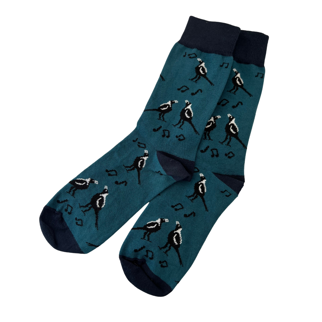 australian magpie singing on a blue sock- the sockery