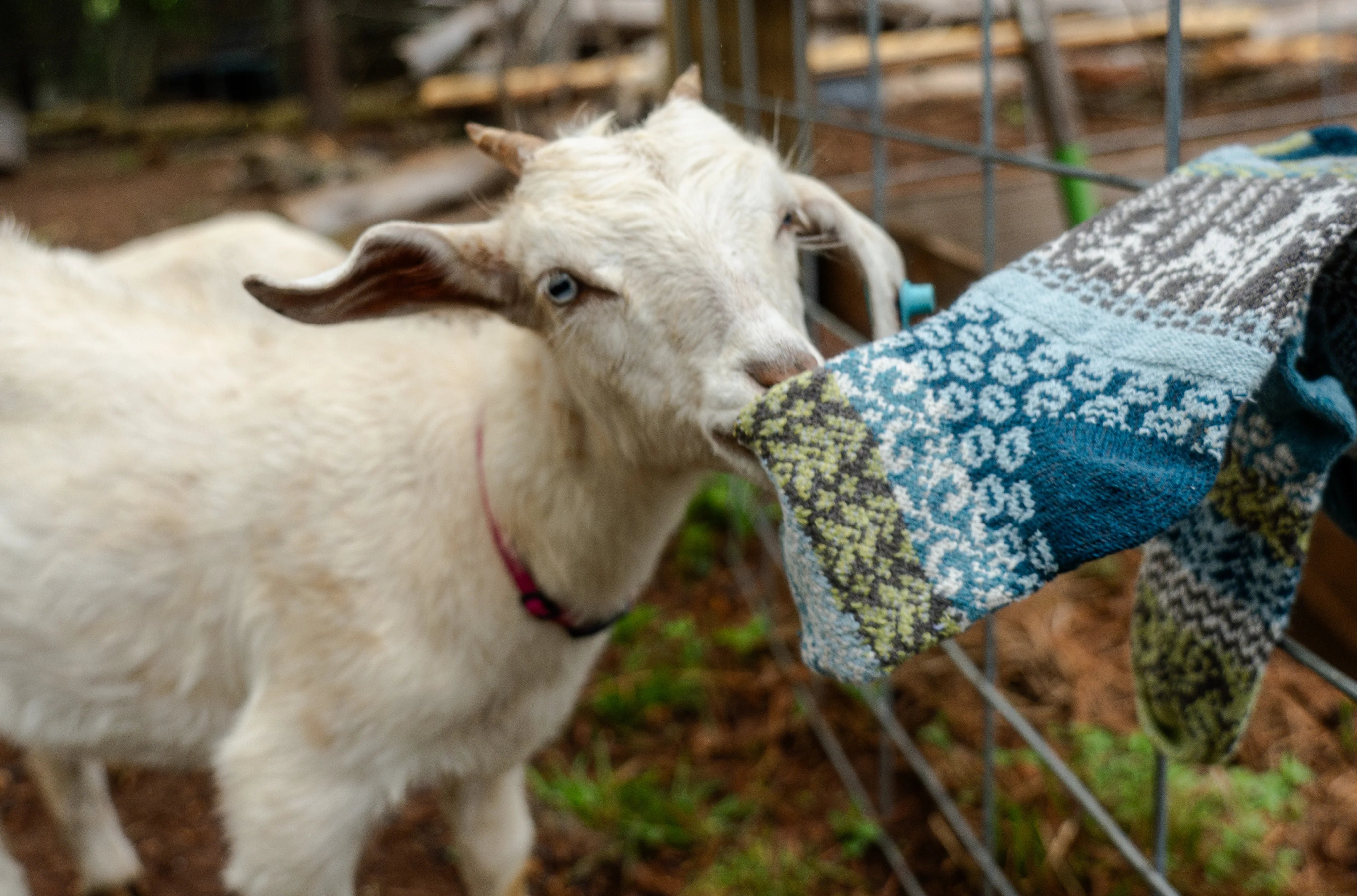 Goat Recycled Cotton Crew Socks - The Sockery