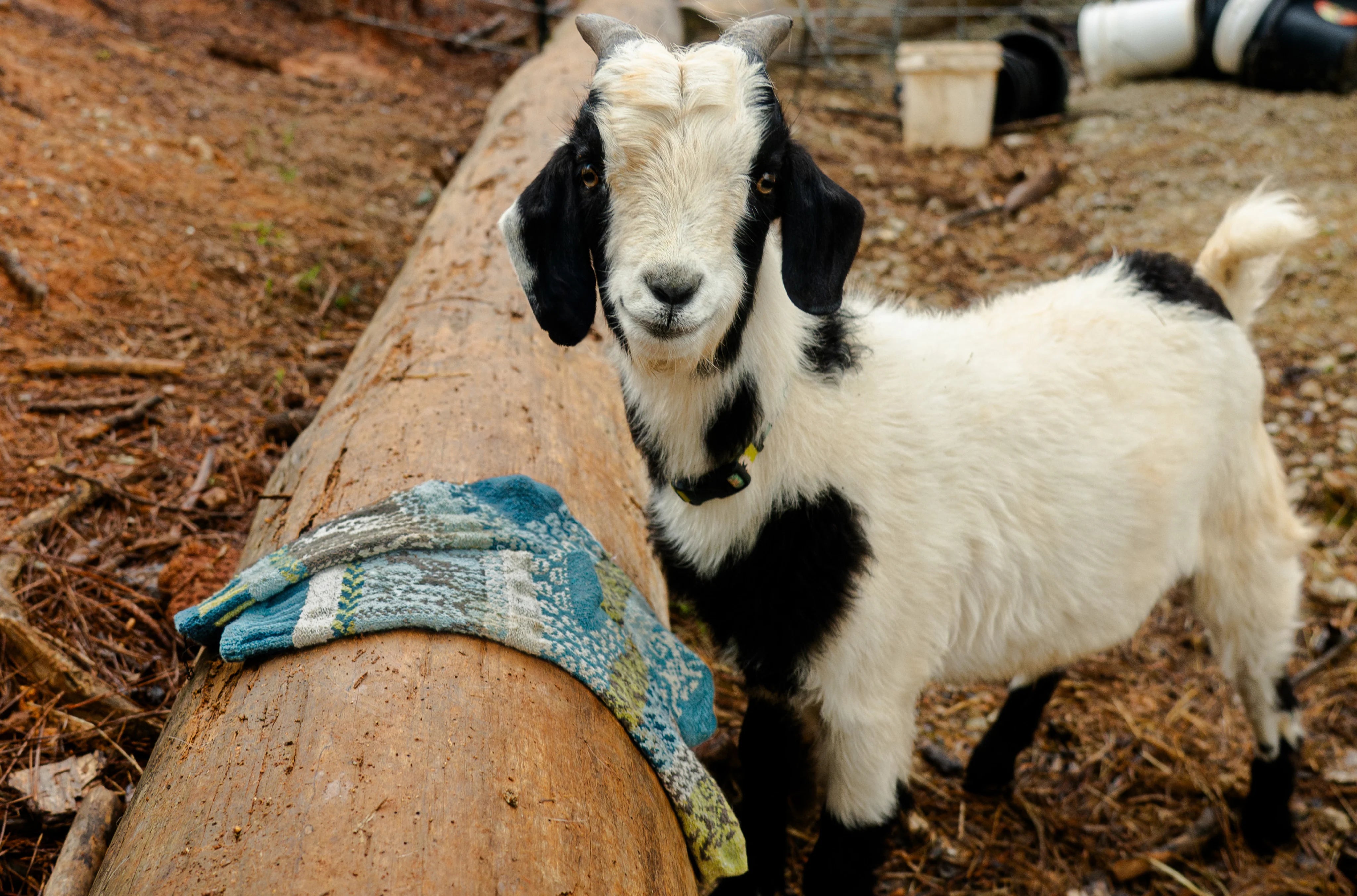 Goat Recycled Cotton Crew Socks - The Sockery