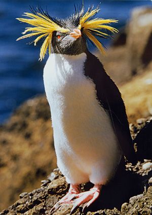 rockhopper penguin - the Sockery